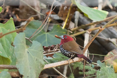 Hypargos niveoguttatus