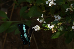 Papilio nireus lyaeus