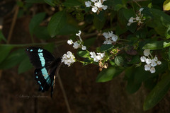 Papilio nireus lyaeus