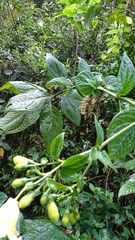 Macrocarpaea sodiroana