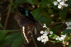 Papilio nireus lyaeus