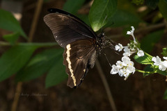 Papilio nireus lyaeus
