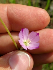 Clarkia purpurea
