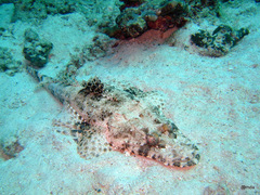 Papilloculiceps longiceps