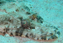 Papilloculiceps longiceps