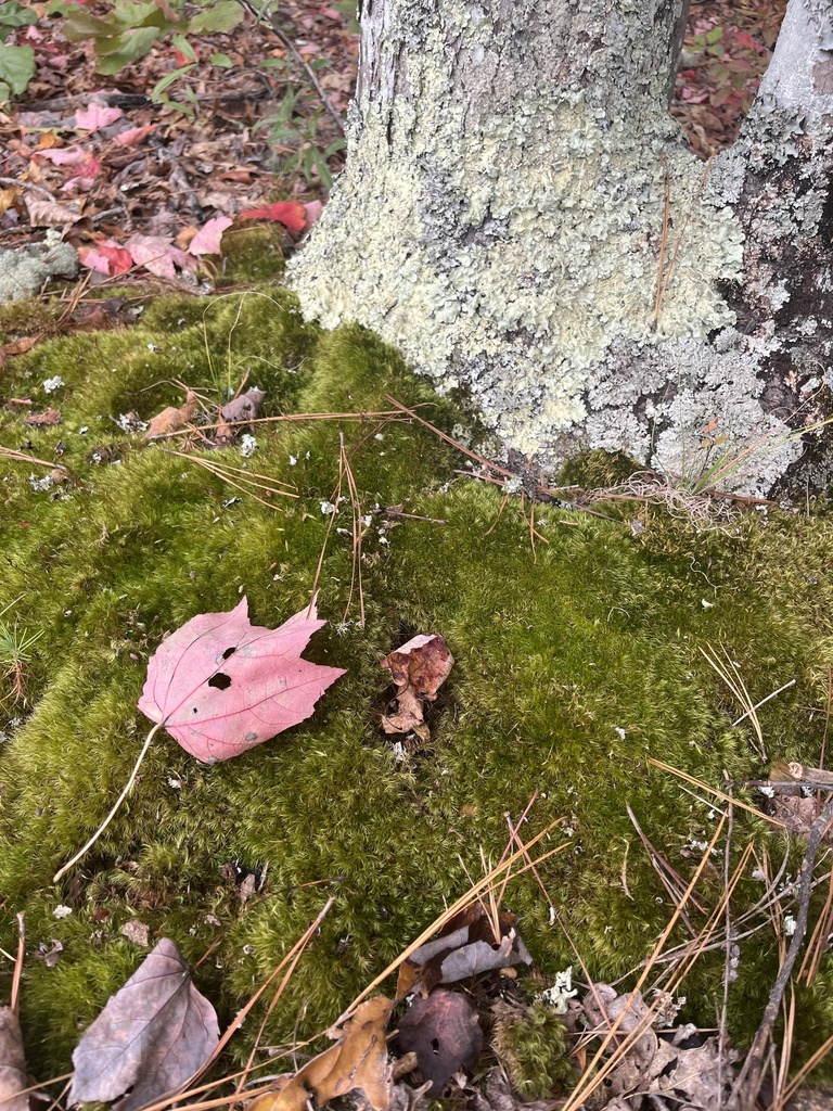 Pincushion Moss from Dr, Denton, NC, US on October 16, 2023