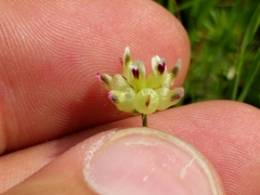 Trifolium depauperatum