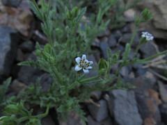 Leucheria polyclados