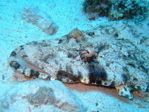 Indian Ocean Crocodilefish — seen at this dive site