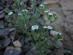 Leucheria polyclados