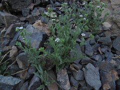 Leucheria polyclados