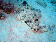 Papilloculiceps longiceps