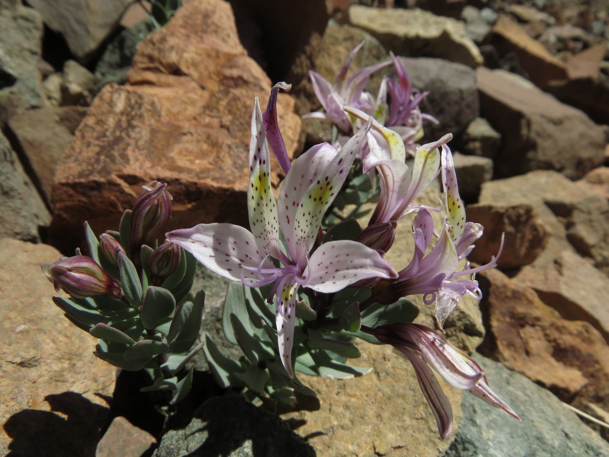 Lirios del Perú o Astromelias (género Alstroemeria) · iNaturalist Ecuador