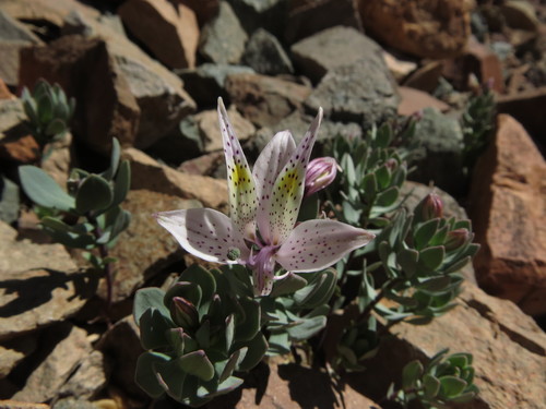 Image of Alstroemeria Andina (Alstroemeria andina) by (c) Nicolás Lavandero, some rights reserved (CC BY)