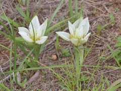 Colchicum melanthoides transvaalense