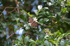 Seseria formosana