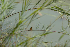 Corythornis cristatus