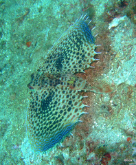 Dactyloptena orientalis