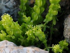 Cruciata articulata