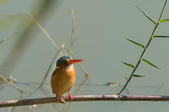 Corythornis cristatus