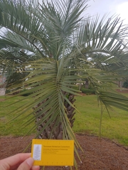 Butia capitata