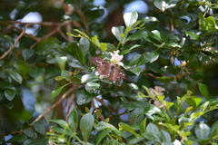 Seseria formosana