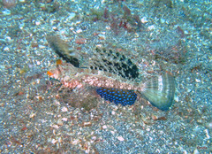 Dactyloptena orientalis