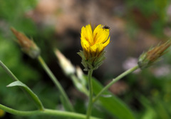 Catananche lutea