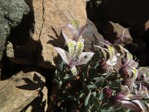 Image of Alstroemeria Andina (Alstroemeria andina) by (c) Nicolás Lavandero, some rights reserved (CC BY)