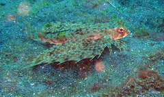 Dactyloptena macracantha