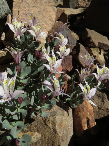 Image of Alstroemeria Andina (Alstroemeria andina) by (c) Nicolás Lavandero, some rights reserved (CC BY)