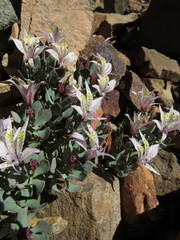 Alstroemeria andina