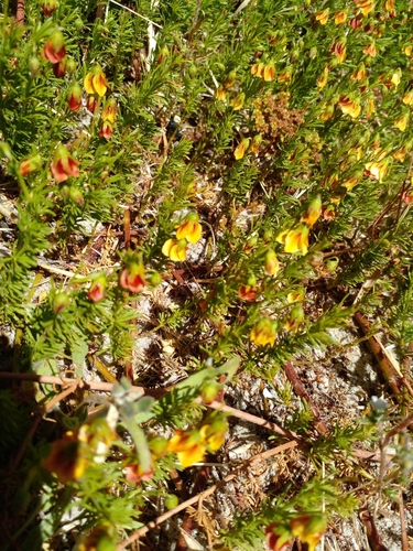Image of Hermannia angustibracteata by (c) yusra_joubert, some rights reserved (CC BY)