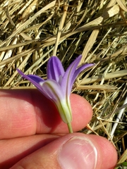 Brodiaea terrestris