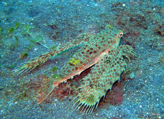 Dactyloptena macracantha