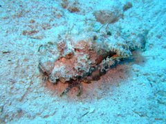 Inimicus filamentosus