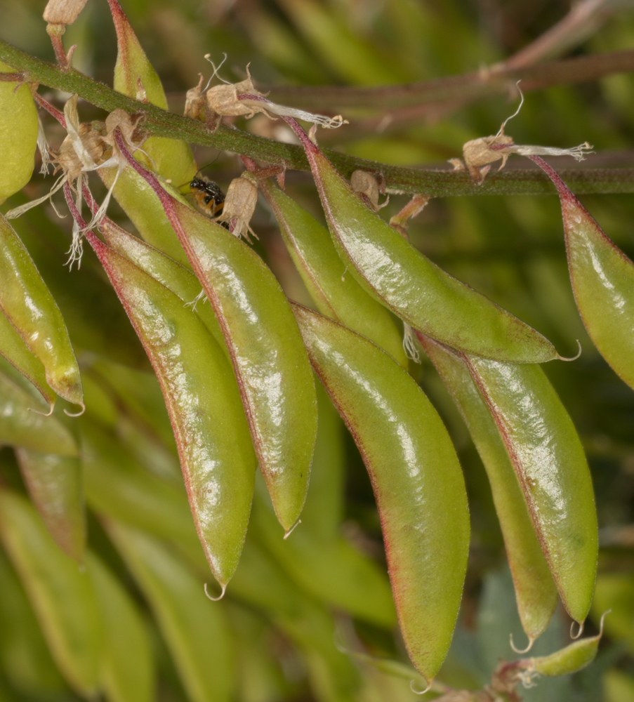 Santa Barbara Milkvetch