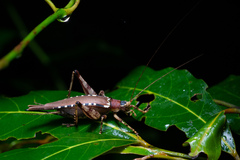 Matuanus elegans