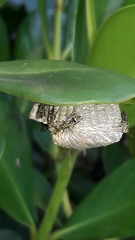 Protopolybia exigua
