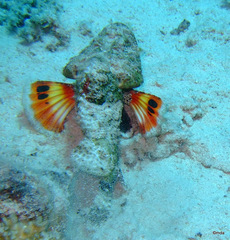 Scorpaenopsis diabolus