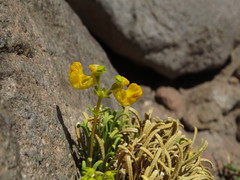 Calceolaria pinifolia