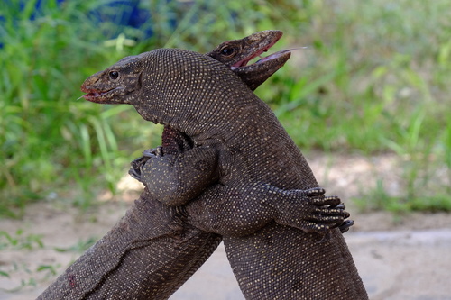 Clouded Monitor