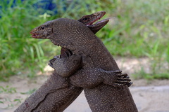 Clouded Monitor