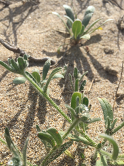 Cryptantha leiocarpa