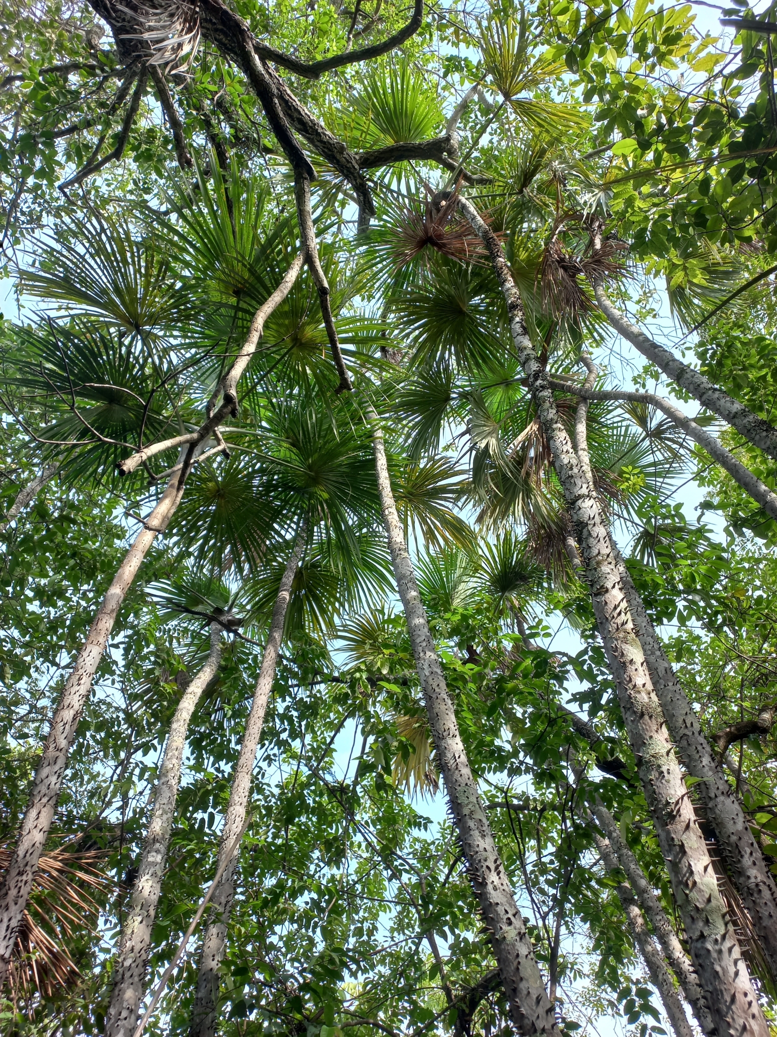 Mauritiella armata