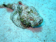 Scorpaenopsis diabolus
