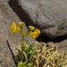 Calceolaria pinifolia - Photo (c) Nicolás Lavandero, algunos derechos reservados (CC BY), subido por Nicolás Lavandero