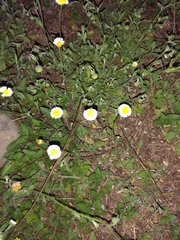 Erigeron basilobatus