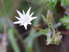Alepidea