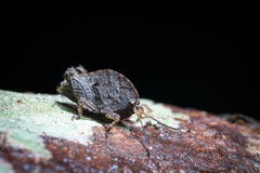 Hyperyboella orphania